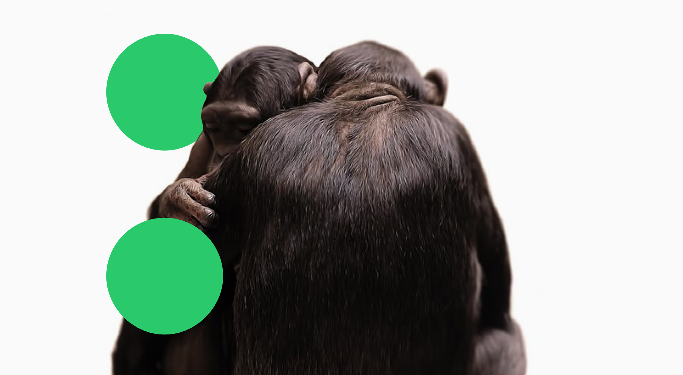 Two chimpanzees hugging with green dots superimposed